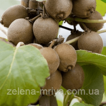 Актинідія делікатесна Атлас (чоловічий сорт)