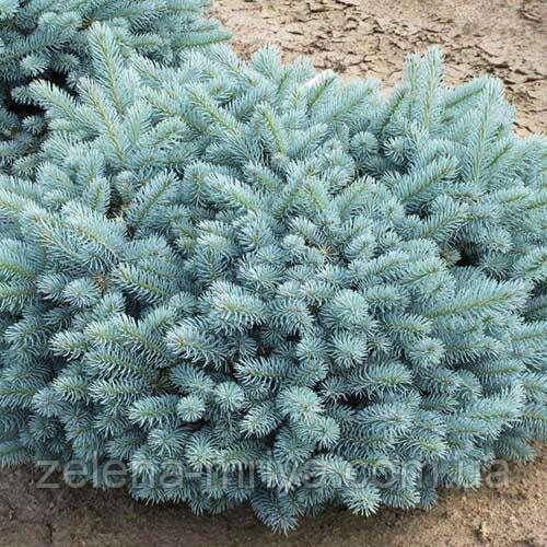 Ялина колюча Глаука Глобоза (Glauca Globosa)