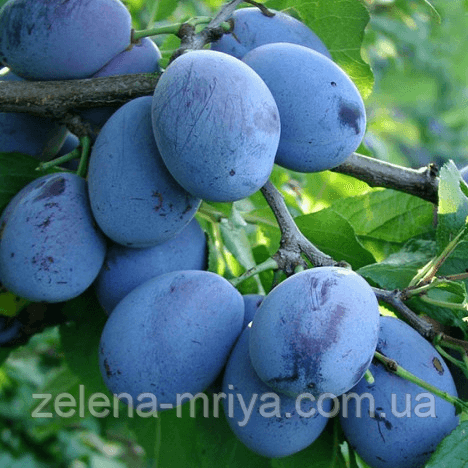 Слива «Стенлей» (Середньопізній сорт)