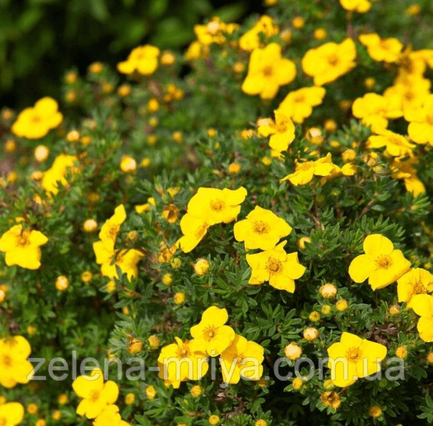 Перстач чагарниковий Кобольд (Potentilla fruticosa 'Kobold')