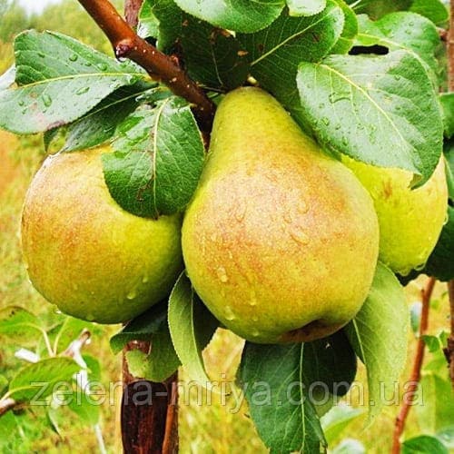 Груша "Рікс" (осінній сорт, середній термін дозрівання)