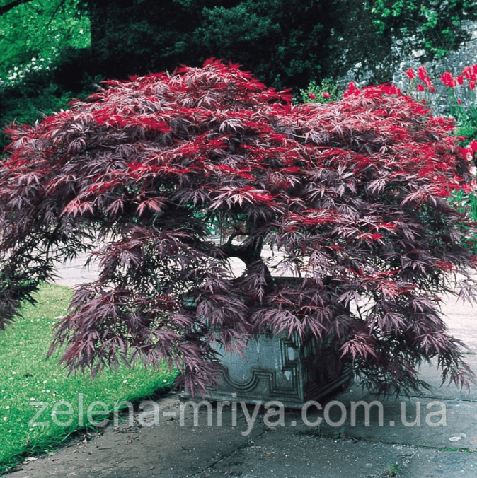 Клен японський Роял Гарнет (Acer palmatum 'Royal Garnet')
