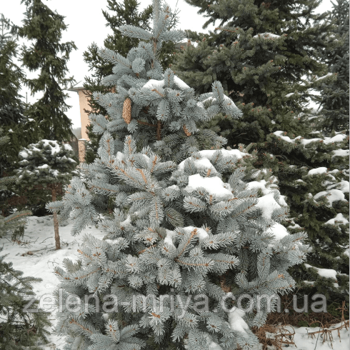 Ялина голуба "Хупсі" (Picea pungens 'Hoopsii')180-200 см