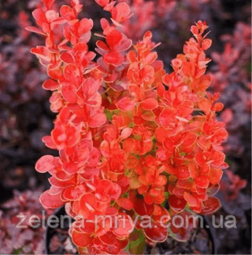 Барбарис Тунберга «Неон» (Berberis thunbergii 'Neon')