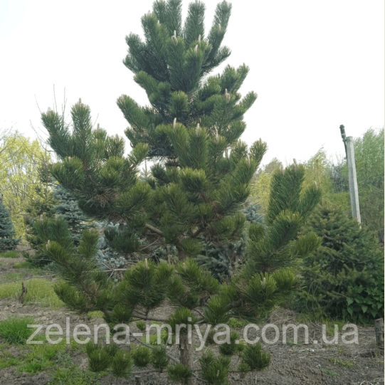Сосна чорна Орегон Грін (Pinus nigra Oregon Green)