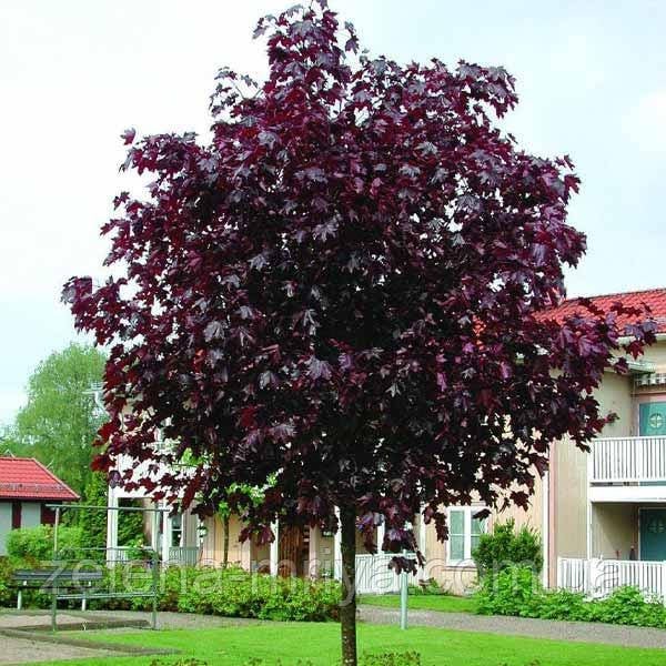 Клен гостролистий Роял Реl (Royal Red) обх.ст. 6-8, висота
