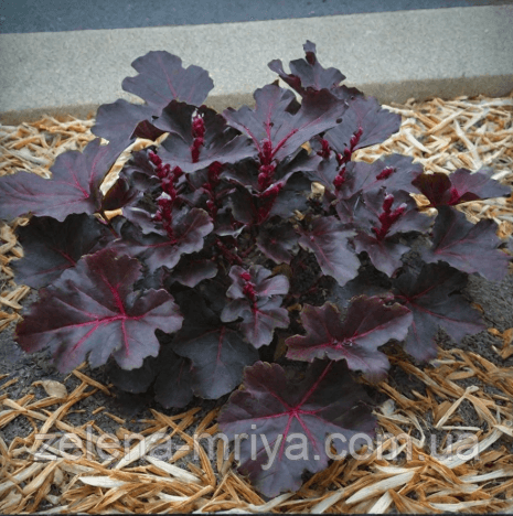 Гейхера Блек Перл (Heuchera Black Pearl ) 3л