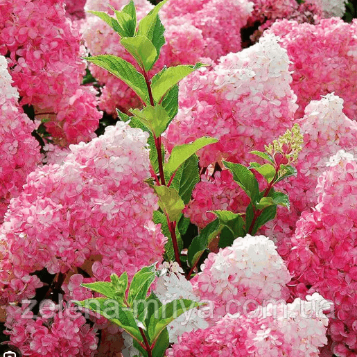 Гортензія волотиста Ванілла Фрейз (Vanille Fraise)