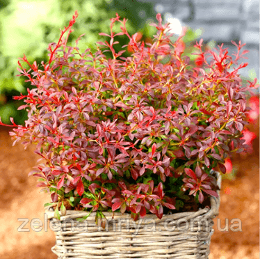 Барбарис Тунберга "Оранж Дрім" (Berberis thunbergii 'Orange Dream')
