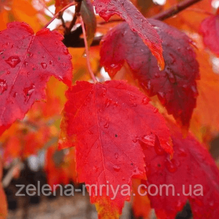 Клен червоний Октобер Глорі (October Glory) обх. ст. 250 м
