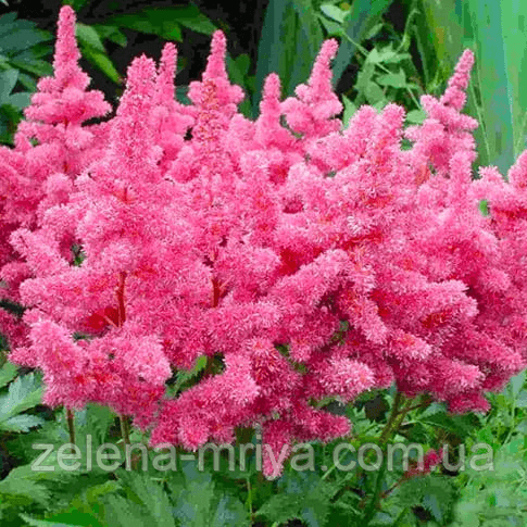Астільба Anita Pfeifer (Аніта Пфайфер) 3л