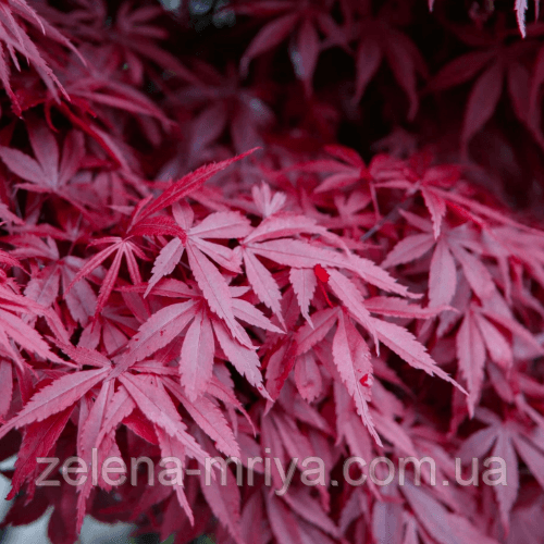 Клен пальмолистий Атропурпуреум (Atropurpureum)