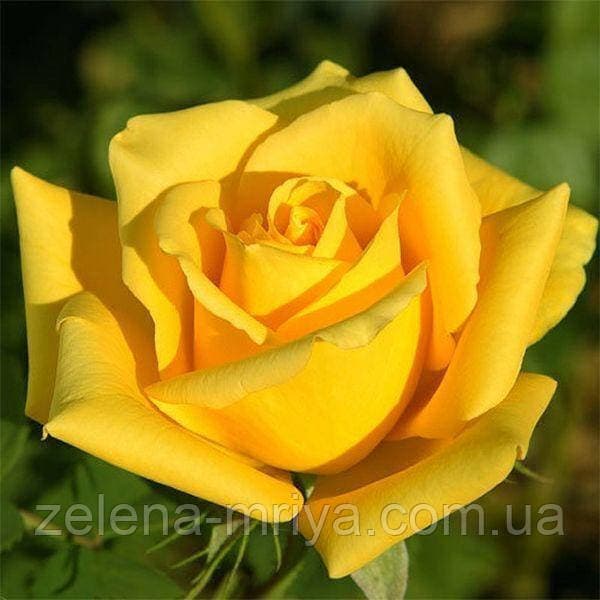 Троянда плетиста "Giallo Puro" саджанець170 см