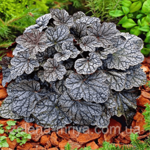 Гейхера 'Гліттер' (Heuchera 'Glitter')