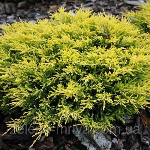 Ялівець горизонтальний Лаймглоу (Lime Glow) 5л