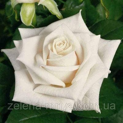 Троянда плетиста "Bianco Puro" саджанець170 см