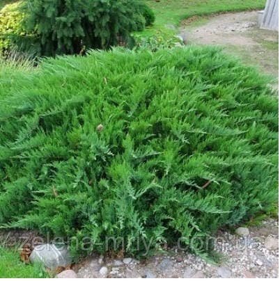 Ялівець козацький Рокері Джем (Rockery Gem)