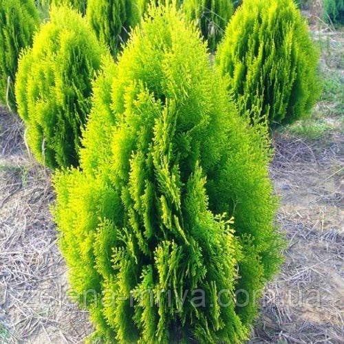 Туя східна Ауреа Нана (Aurea Nana)