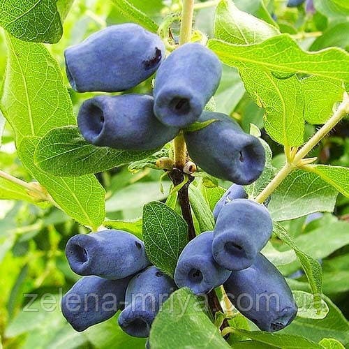 Жимолість "Спокуса" 1 рік 0,5л