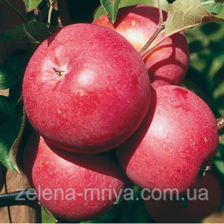Яблоня Еліза (зимовий сорт)