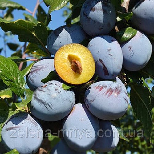 Слива Топ Хіт ( пізній сорт)