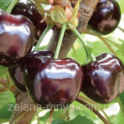 Черешня Бігаро Бурлат ( рання)