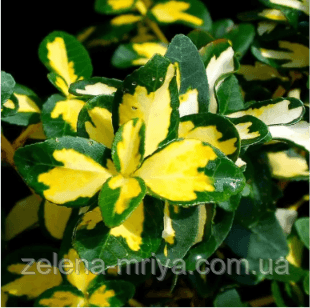 Бересклет Форчуна Санспот (Euonymus fortunei 'Sunspot')