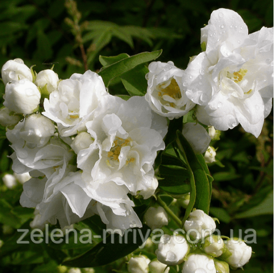 Чубушник гібридний Букет Бланк (Bouquet Blanc) 1 річний