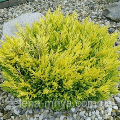 Ялівець Лайм Глоу ( Lime Glow) 3л