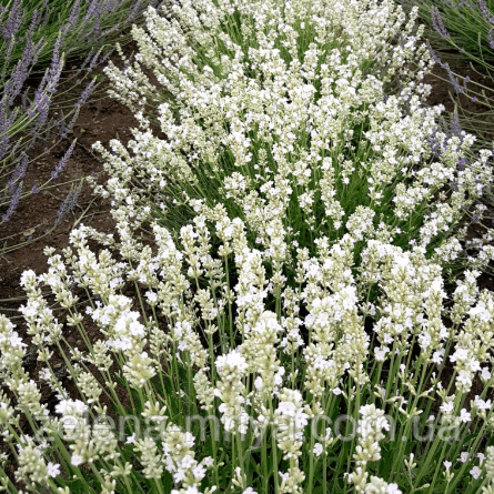 Лаванда вузьколиста 'Edelweiss' (Едельвейс) р9