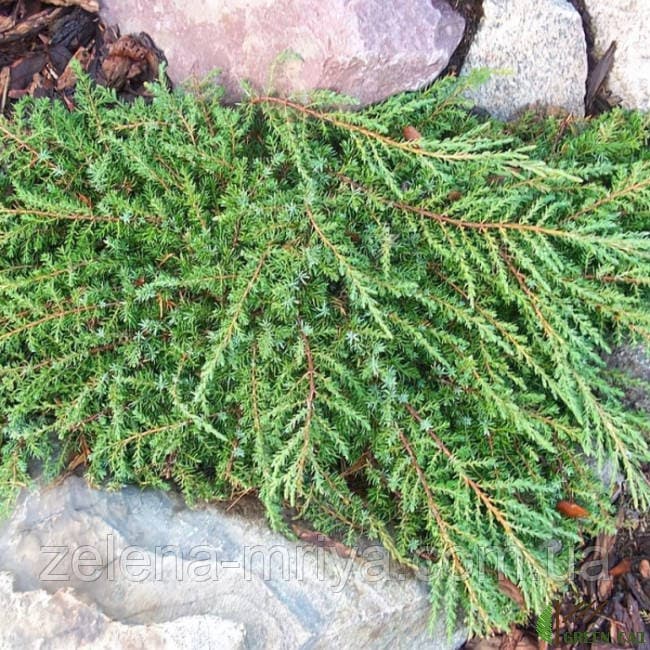 Ялівець звичайний Грін Карпет (Green Carpet)