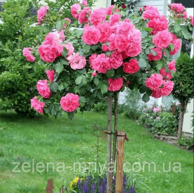 Троянда на штамбі Rosarium Uetersen («Розаріум Ютерзен»)