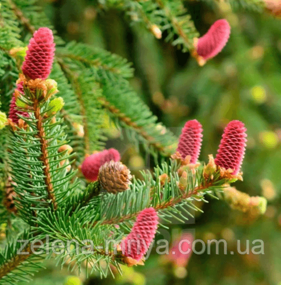 Ялина звичайна «Акрокона» (Picea abies 'Acrocona')