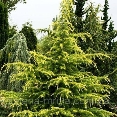 Кедр гімалайський Ауреа Cedrus deodara 'Aurea' 150см