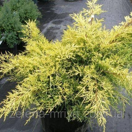 Ялівець віргінський Голден Спрінг (Golden Spring) p9 15см