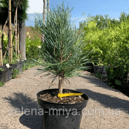 Сосна звичайна Ватерері (Watereri) 50 см. 10л