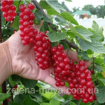 Смородина червона Ровада