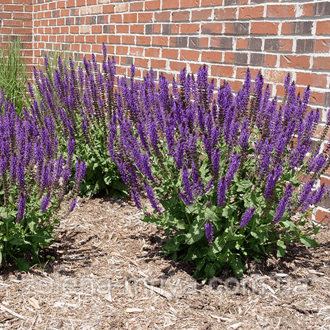 Шавлія дібровна «Карадонна» (Salvia nemorosa 'Caradonna')
